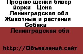 Продаю щенки бивер- йорки › Цена ­ 30 - Ленинградская обл. Животные и растения » Собаки   . Ленинградская обл.